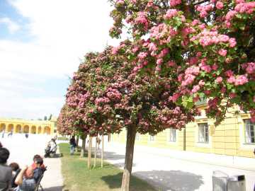 シェーンブルン宮殿のサンザシ並木