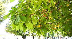 シェーンブルン宮殿のマロニエ並木