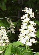 マロニエの花・白